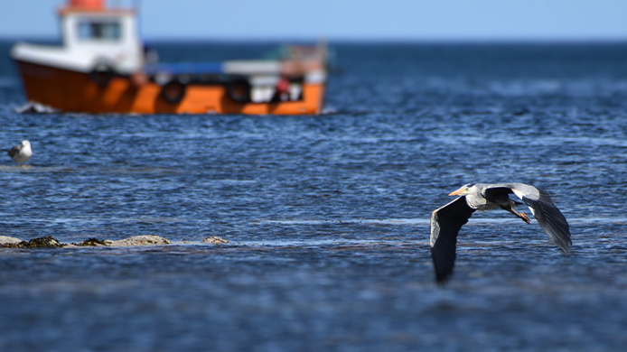 wildlife photography